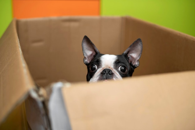 Foto prossimo piano del cane