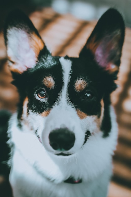 close-up of dog