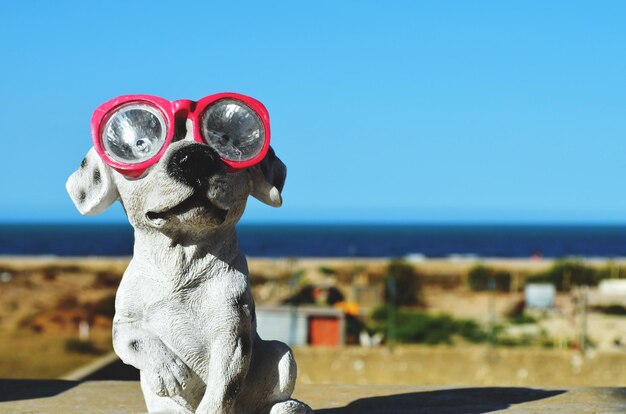 Photo close-up of a dog