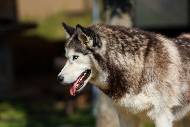 Photo close-up of a dog