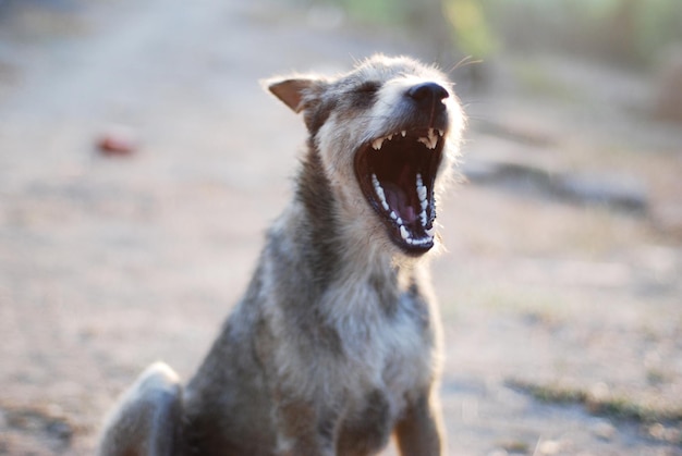 犬のクローズアップ