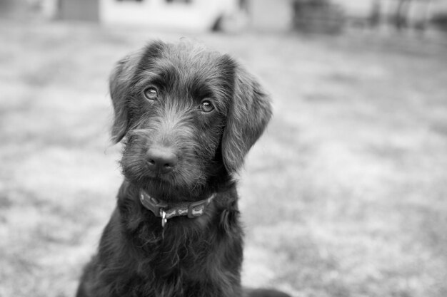 Foto prossimo piano del cane