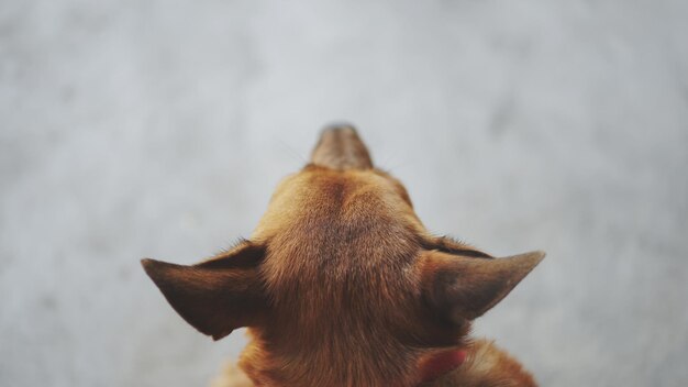 Foto close-up di un cane