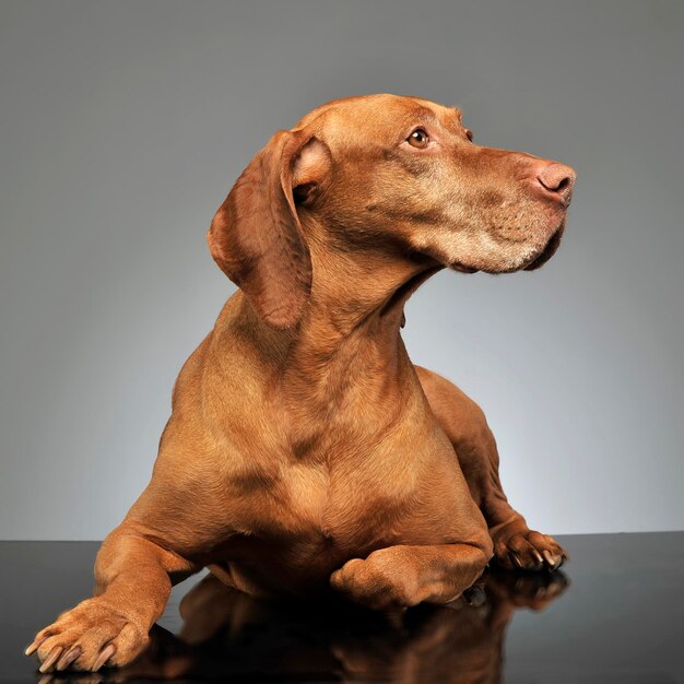 Foto prossimo piano del cane