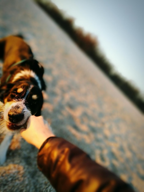 Photo close-up of dog