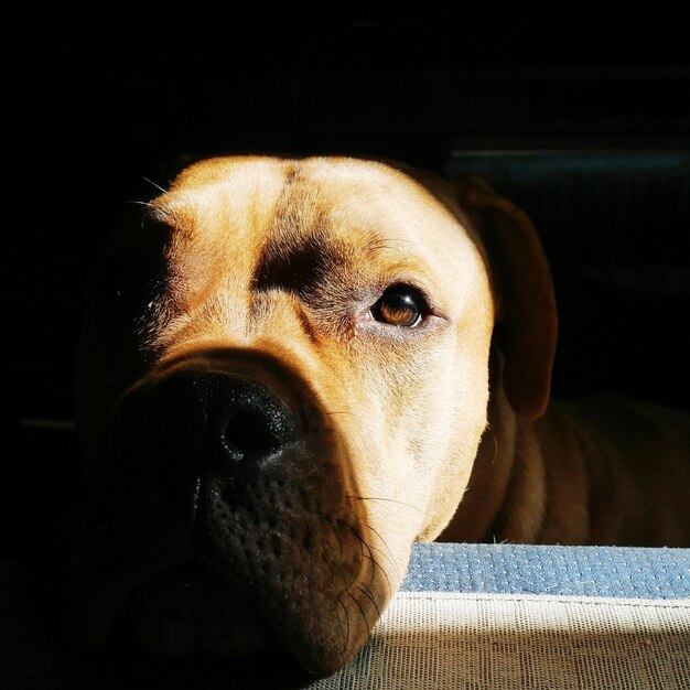 Foto prossimo piano del cane