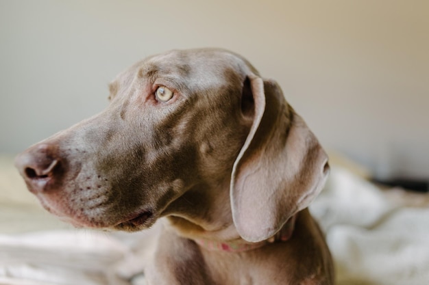 Photo close-up of dog