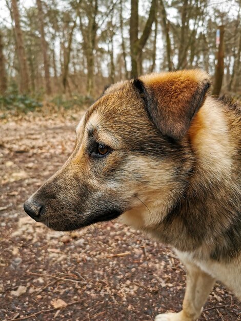 Foto prossimo piano del cane