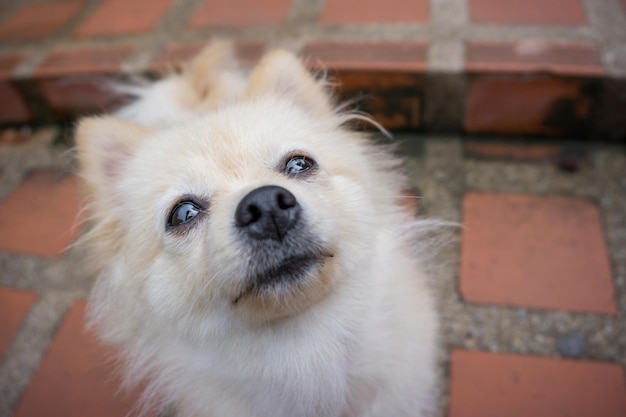 close-up of dog