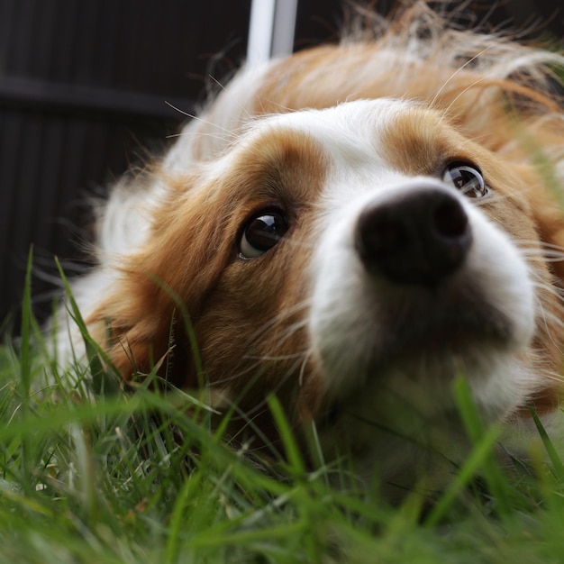 Close-up of dog