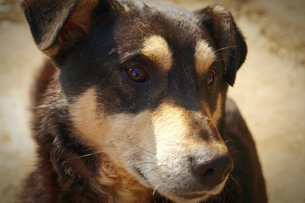 Photo close-up of dog