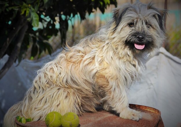 Foto prossimo piano del cane