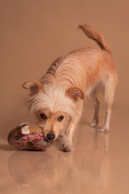 Photo close-up of dog