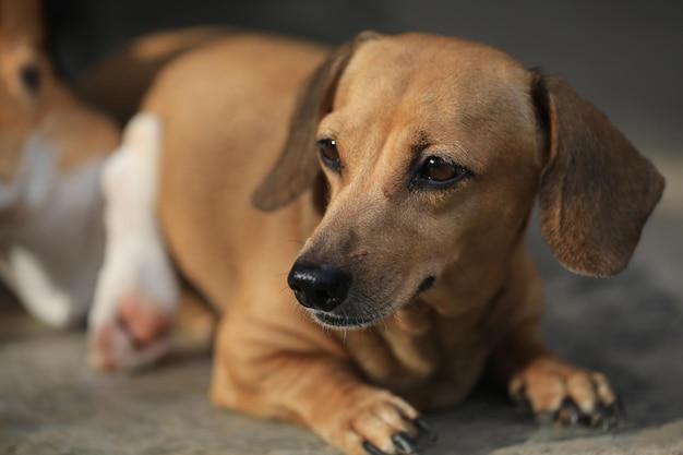 close-up of dog