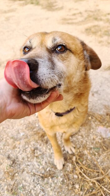 Close-up of dog