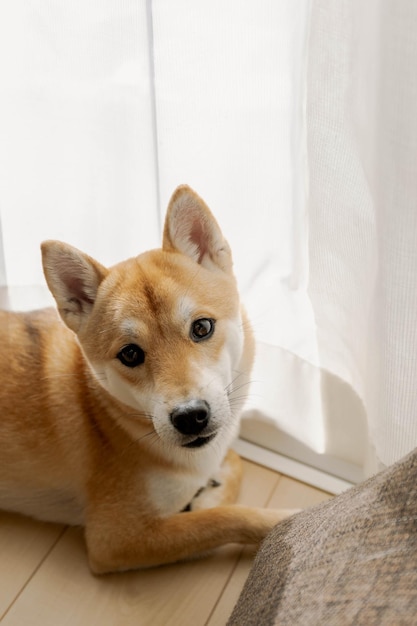 Foto prossimo piano del cane