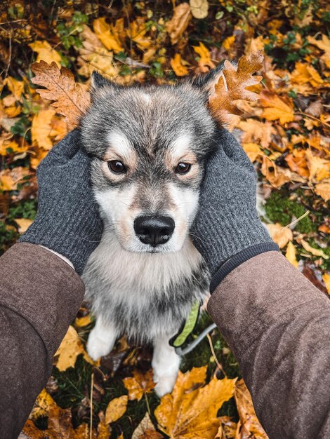 Photo close-up of dog