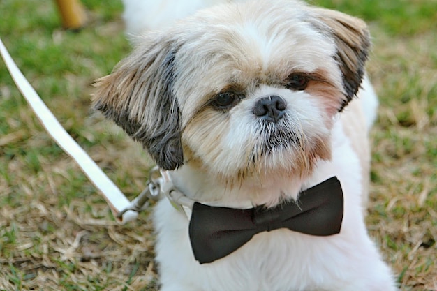 Foto prossimo piano del cane