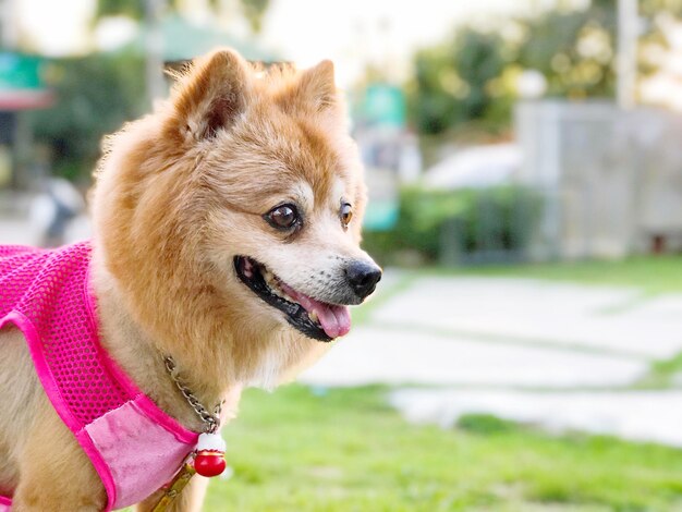 Photo close-up of dog