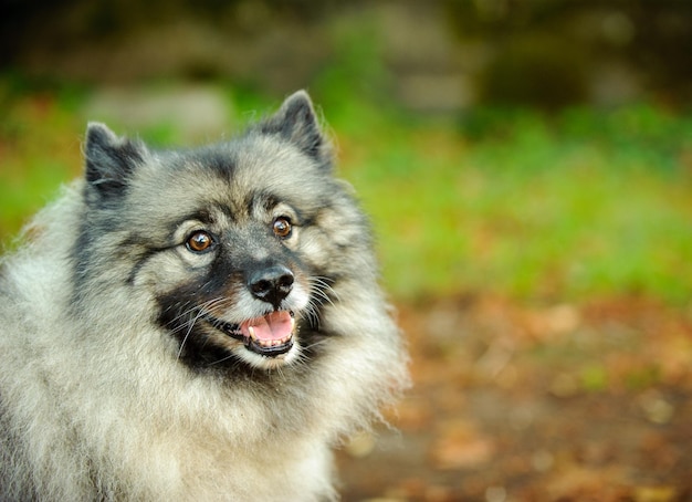 close-up of dog