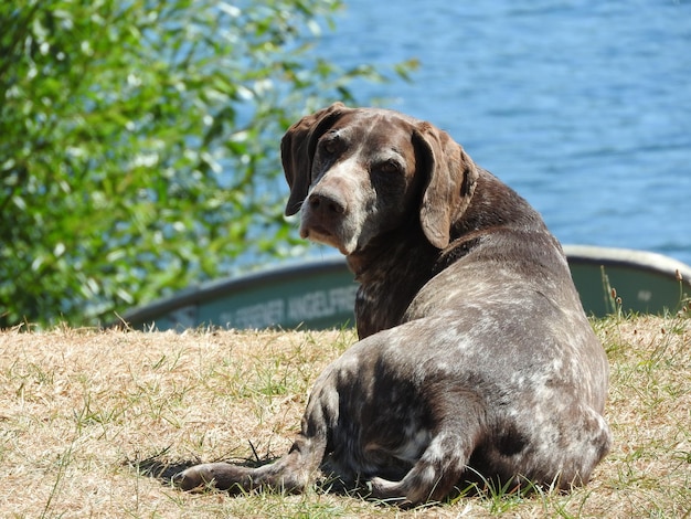 Photo close-up of a dog