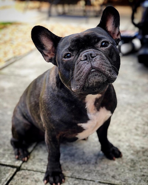 Photo close-up of a dog