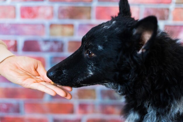 Photo close-up of dog