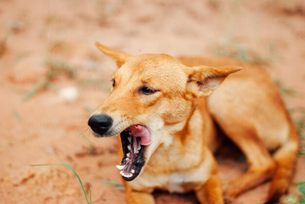 Close-up of dog