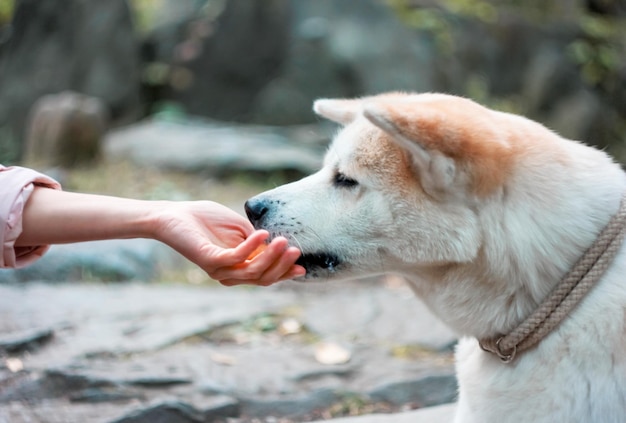 犬のクローズアップ