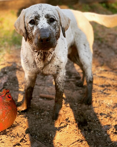 Foto prossimo piano del cane