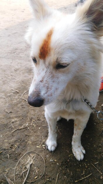 Photo close-up of dog