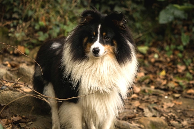 Photo close-up of dog