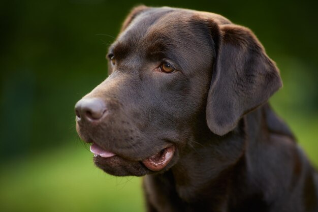 Close-up of dog