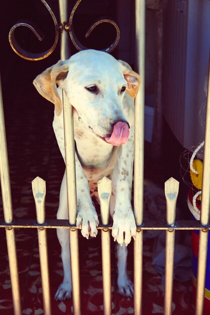 Foto prossimo piano del cane