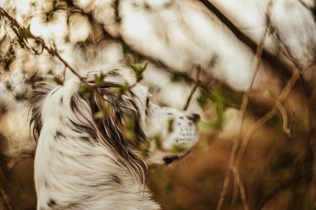 Foto close-up di un cane