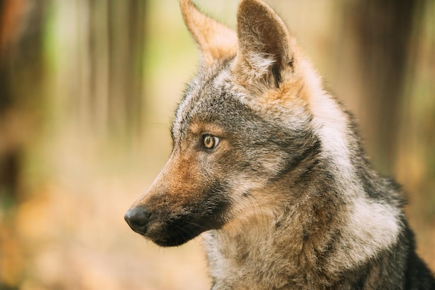 Photo close-up of a dog