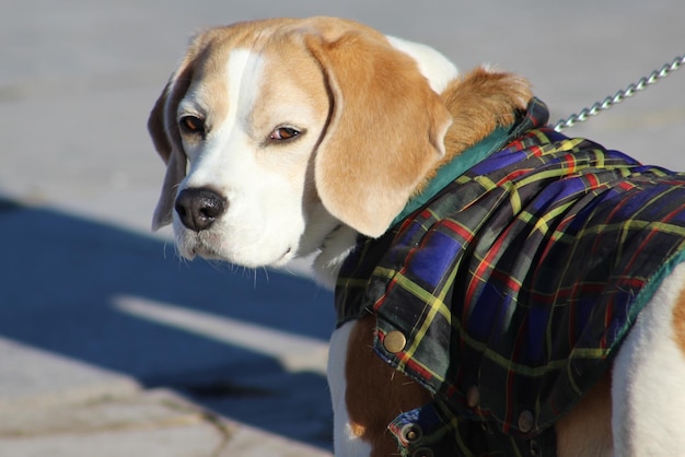 close-up of dog