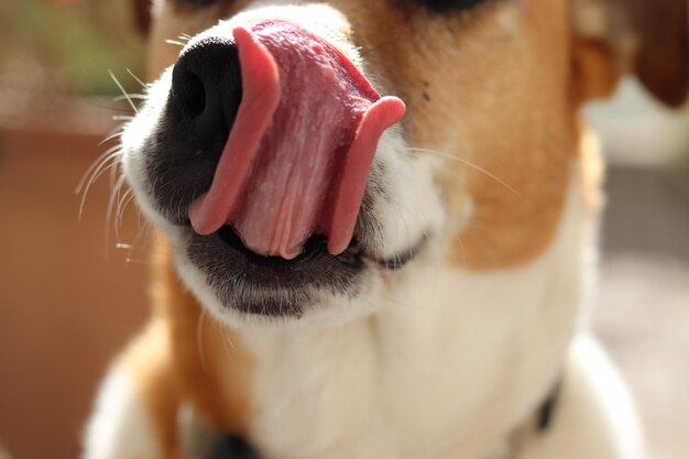 Close-up of dog