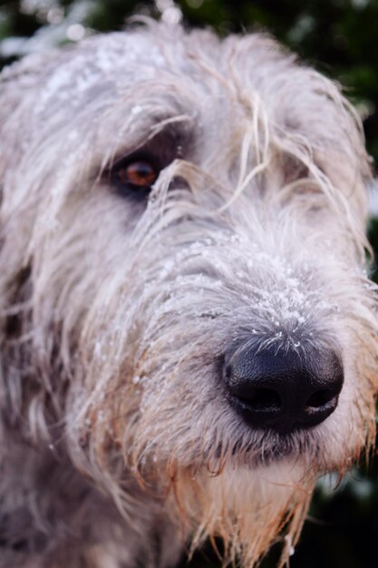 Photo close-up of dog