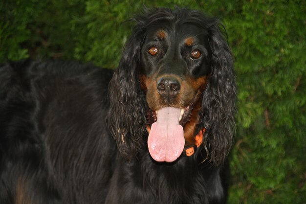 Foto close-up di un cane