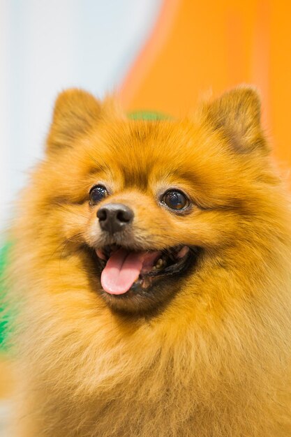 Photo close-up of a dog