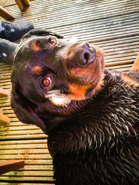 Photo close-up of a dog