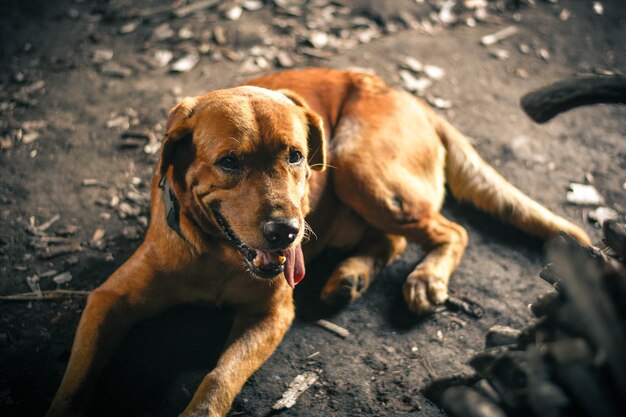 Foto prossimo piano del cane