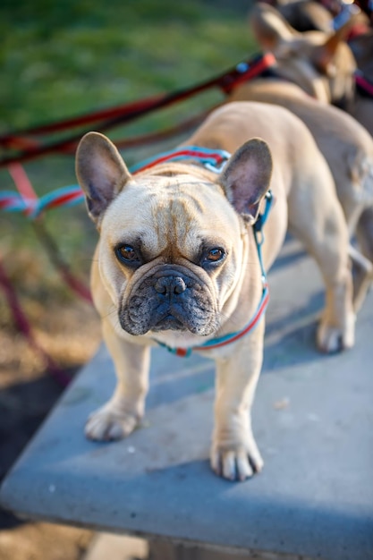 Foto prossimo piano del cane