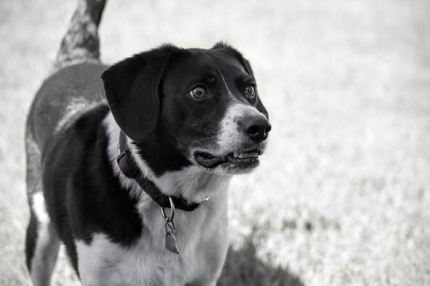犬のクローズアップ