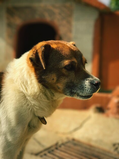 Photo close-up of dog