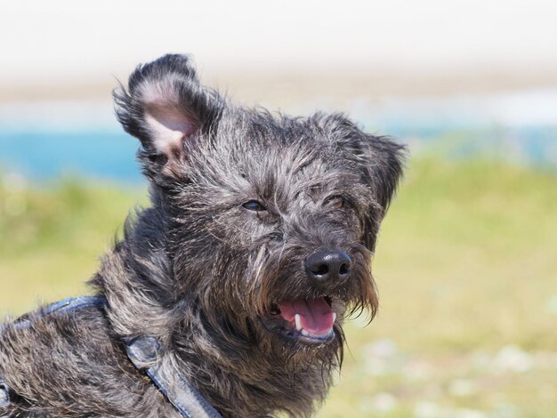 Photo close-up of dog