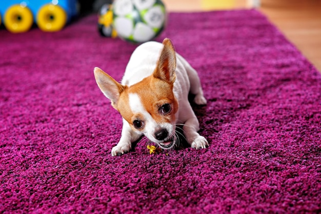 犬のクローズアップ