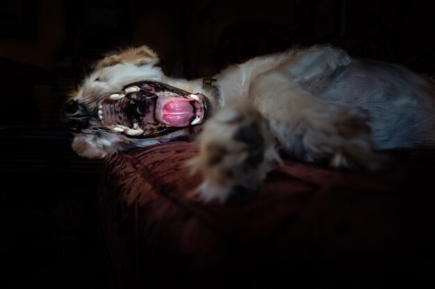 Photo close-up of a dog