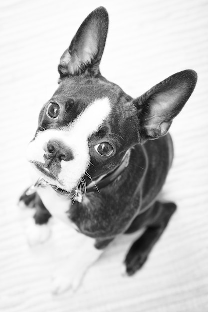 close-up of dog